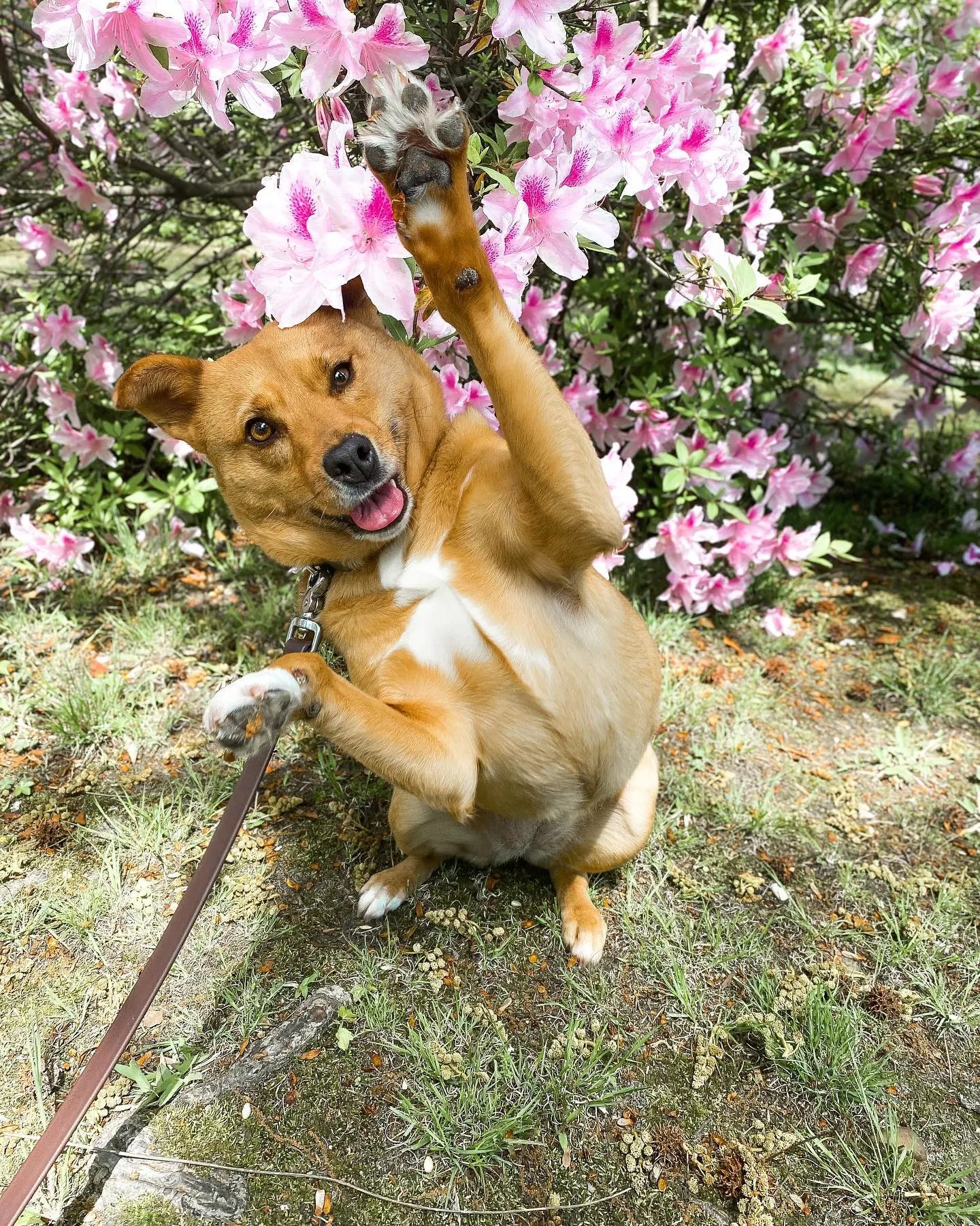 Hund steht auf Hinterpfoten vor großen Blumen