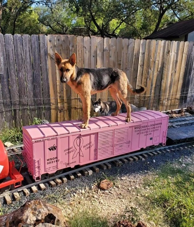 Hund steht auf einem kleinen Zug