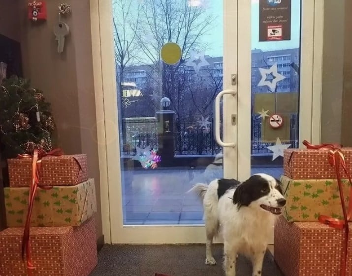 Hund steht zwischen Weihnachtsgeschenken