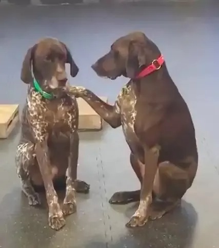 Hund streichelt einen anderen Hund