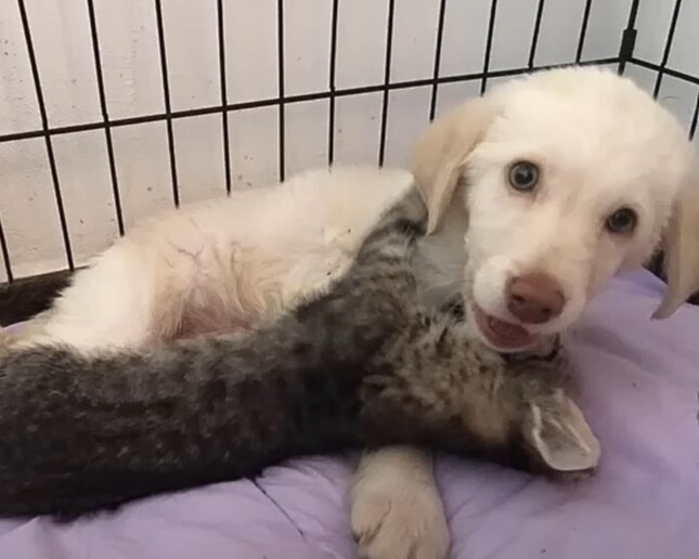 Hund und Katze spielen miteinander