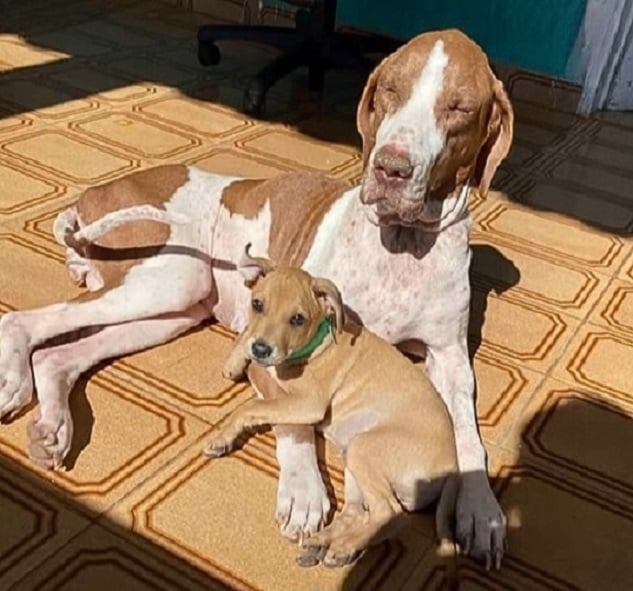 Hund und Welpe liegen in der Sonne