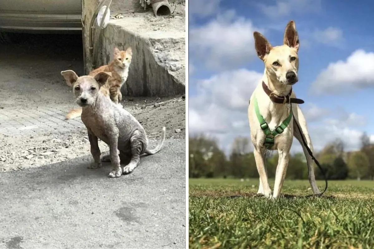 Hund verwandelt sich nach der Adoption