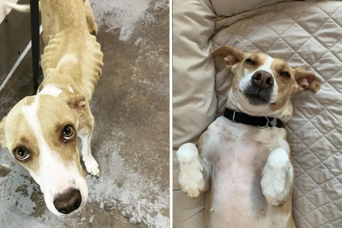 Hund vor der Adoption und nach der Adoption