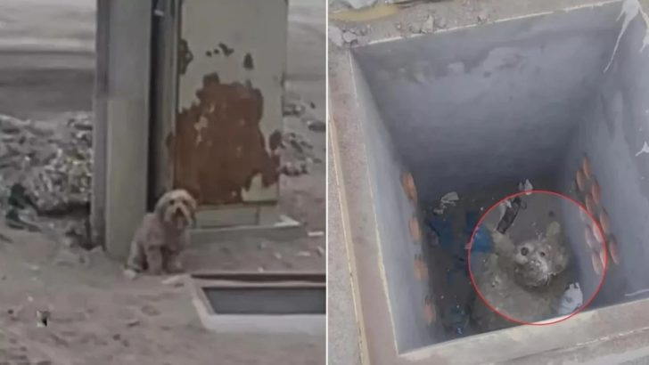 Hund wollte seinen Freund nicht aufgeben, der in einem Loch gefangen war, bis die Retter kamen
