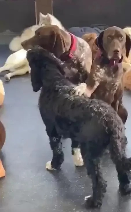 Hunde in einer Hundetagesstätte