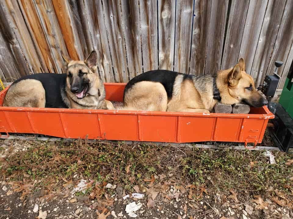 Hunde liegen in einem Waggon