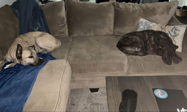 Hunde schlafen auf dem Sofa