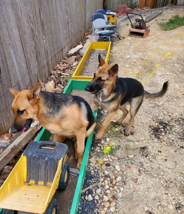 Hunde steigen in eine selbstgemachte Eisenbahn