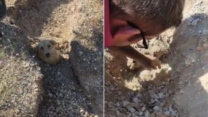 Ein Hund bis zum Hals eingegraben und helfender Mann