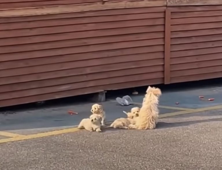 Hundemama mit ihren sueßen Welpen