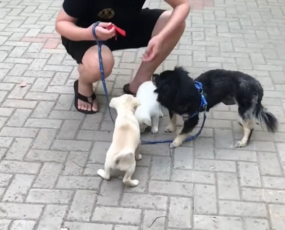 Hundemama und ihre Babys neben einem Mann