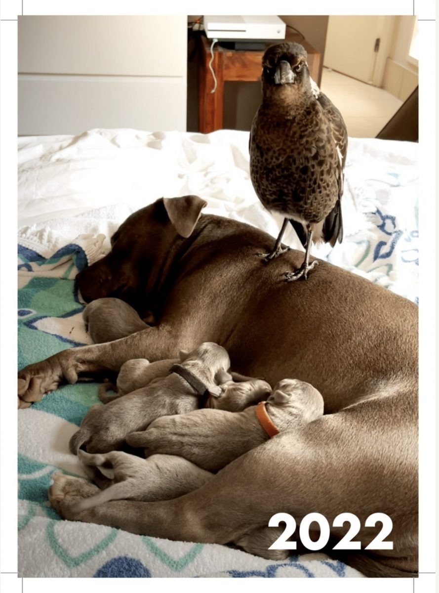 Hundemama und ihre Welpen liegen auf dem Bett mit einer Elster
