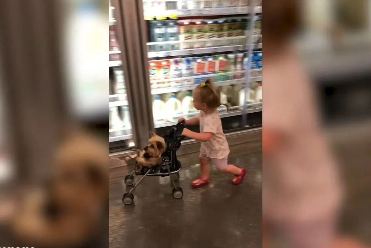 Kind und Hund im Supermarkt