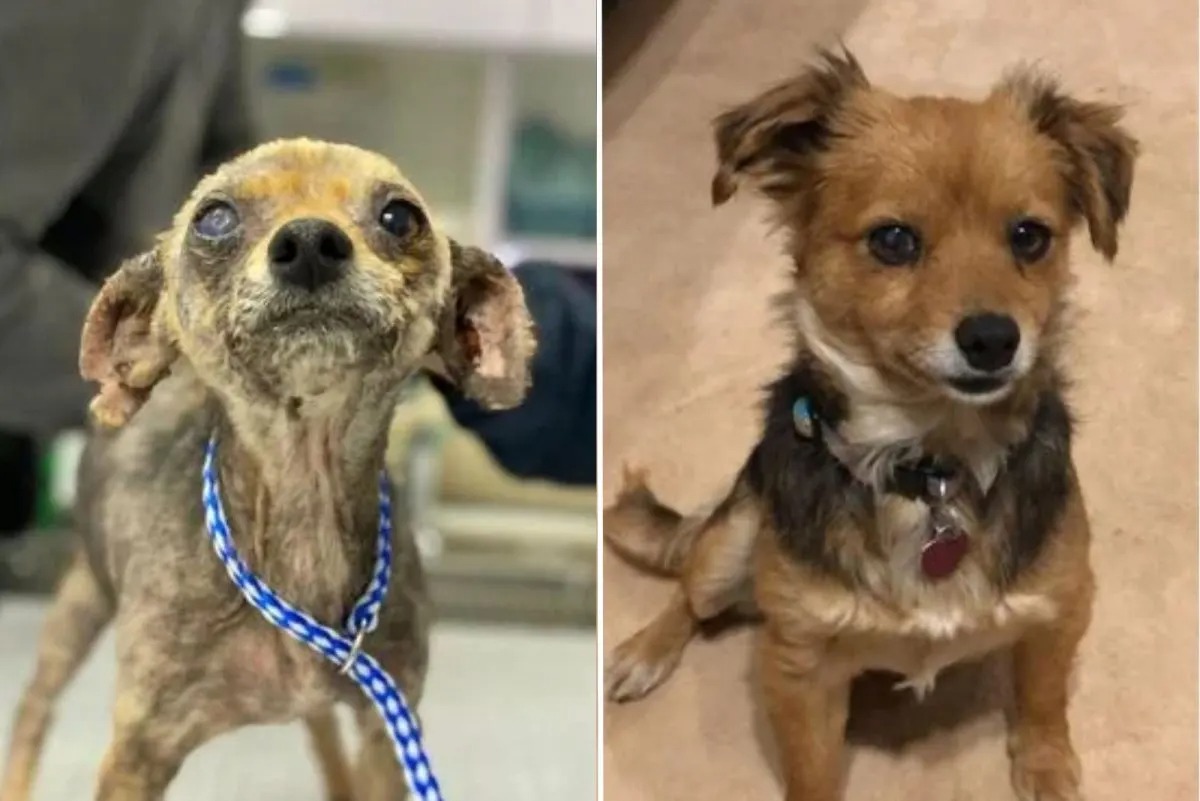 Kleiner Hund vor und nach der Adoption