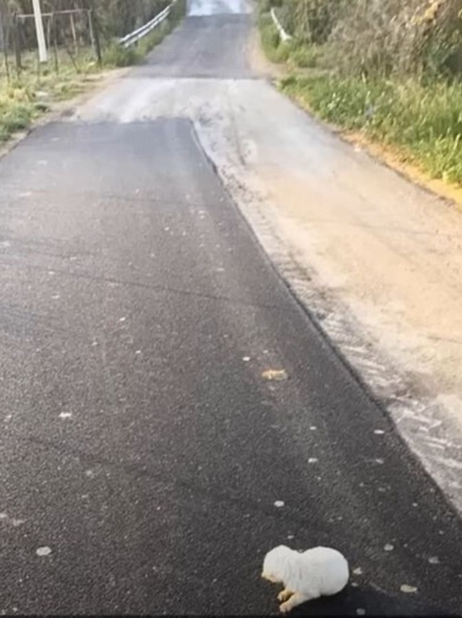 Kleiner Welpe allein auf der Straße