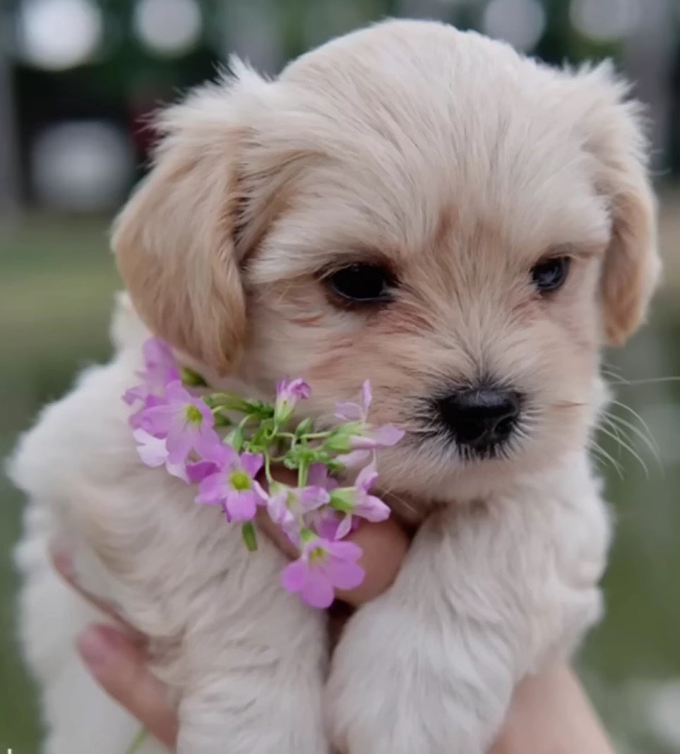 Kleiner suesser Hund mit Blumen