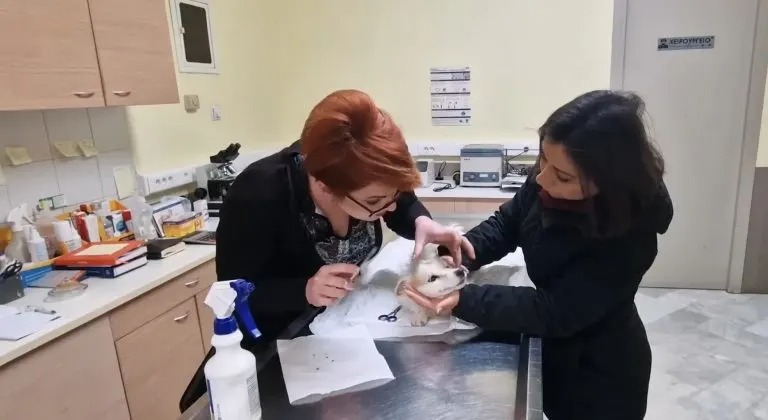 Kleiner weißer Streunerhund beim Tierarzt