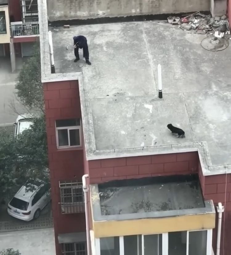 Mann findet einen Hund auf dem Dach