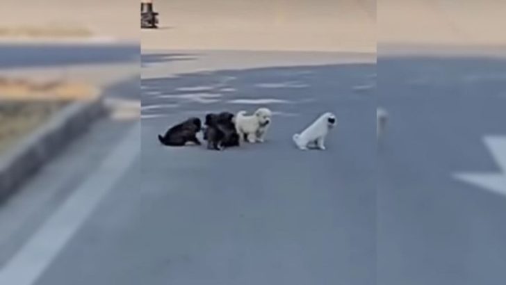 Mit letzter Kraft: Hundemutter fleht um Rettung ihrer Welpen