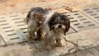 Ein verfilzter mit Schlamm bedeckter Hund