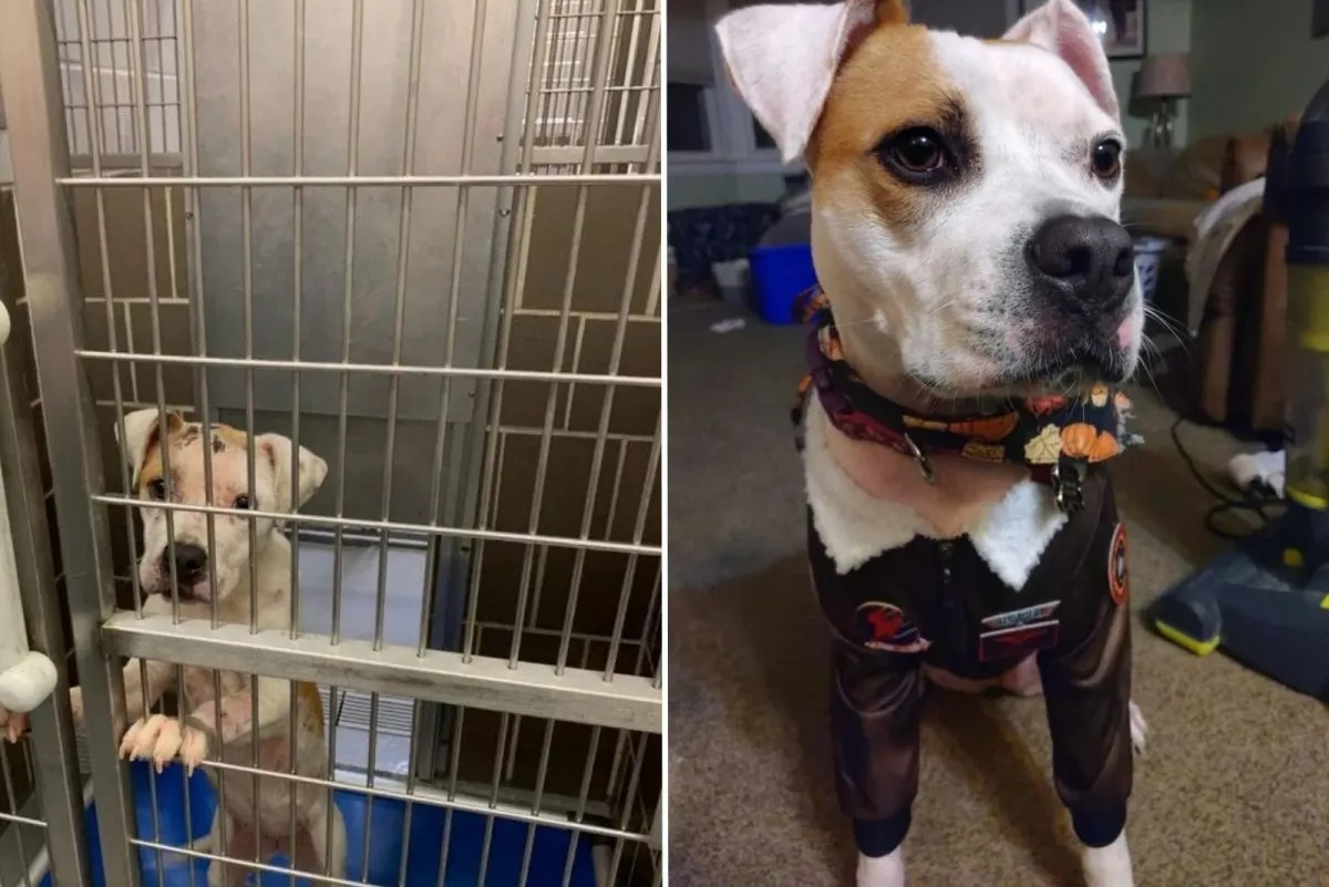 Pitbull vor und nach der Adoption