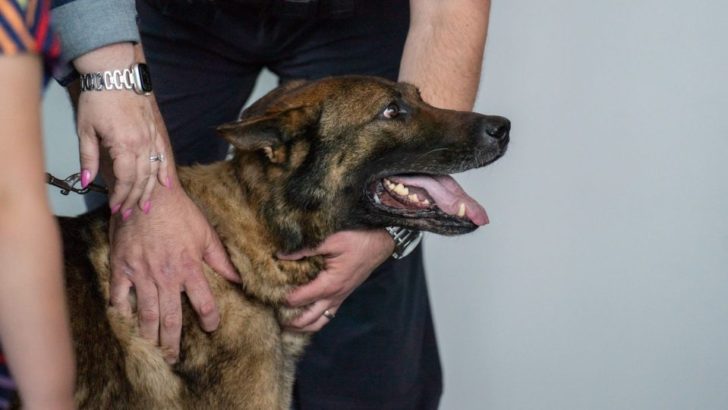 Polizeihund, ein Deutscher Schäferhund, namens Cheeseburger, geht in den wohlverdienten Ruhestand