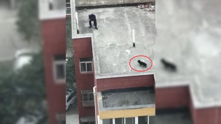 Retter, die einen Hund von einem Dach retteten, erfahren, dass er nicht alleine war