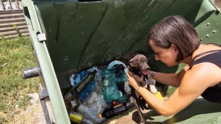 Retter waren schockiert, als sie einen verhungerten Hund in einem Müllcontainer entsorgt fanden