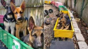 Drei Detusche Schaeferhunde in einem kleinen Zug