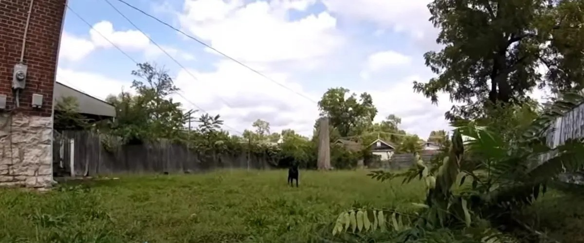 Schwarze Hundemama auf dem Rasen