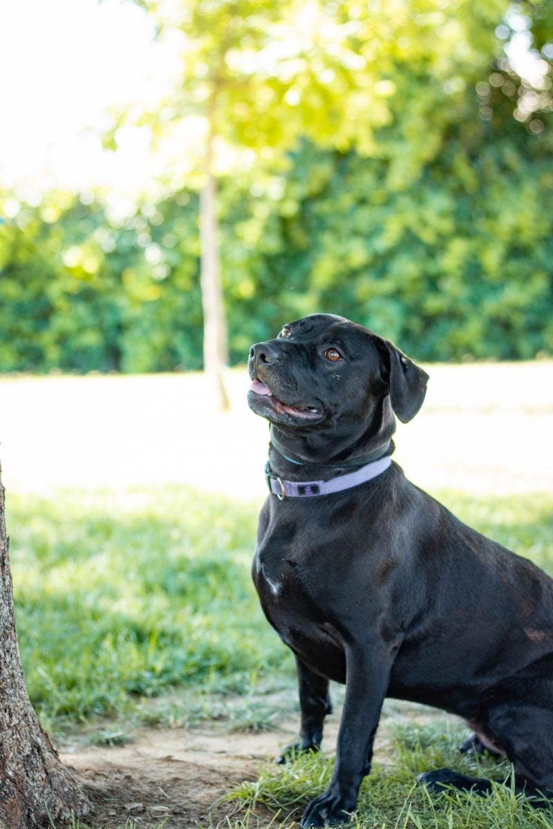 Schwarzer Hund mit lila Halsband