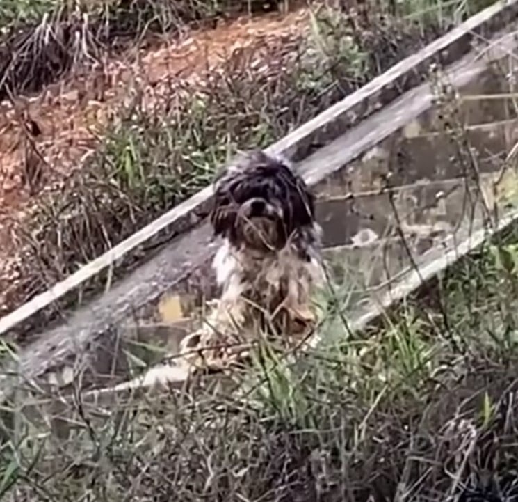 Streunender schmutziger Hund auf einer Treppe