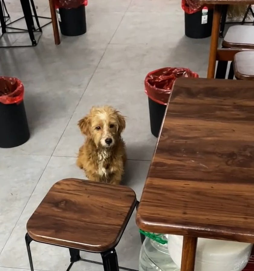 Streunerhund bittet um Essen