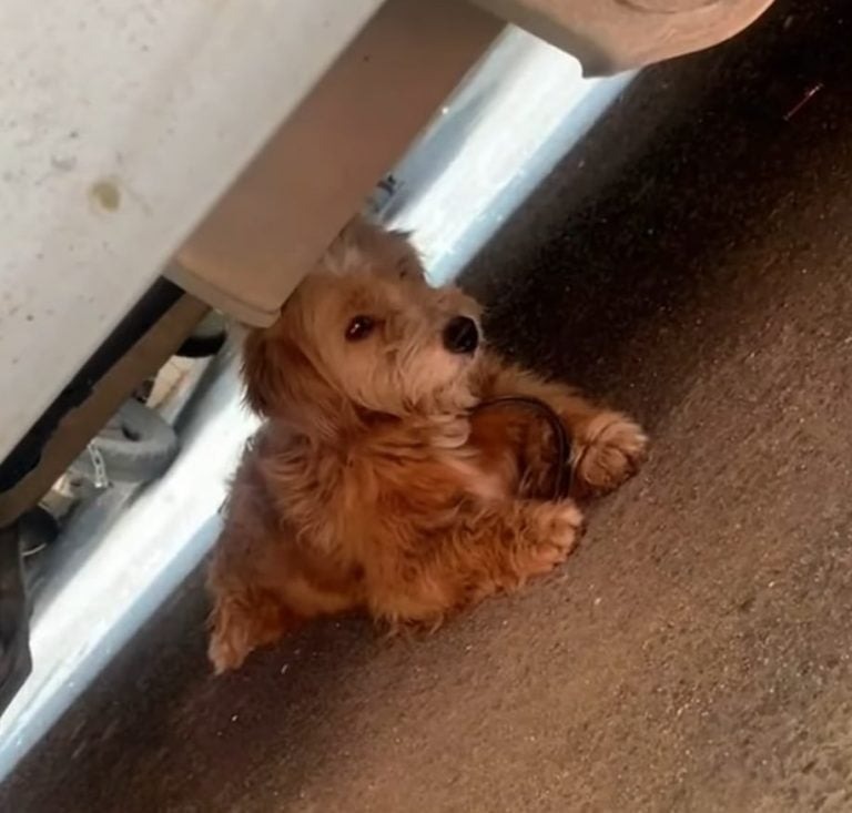 Streunerhund unter einem Auto