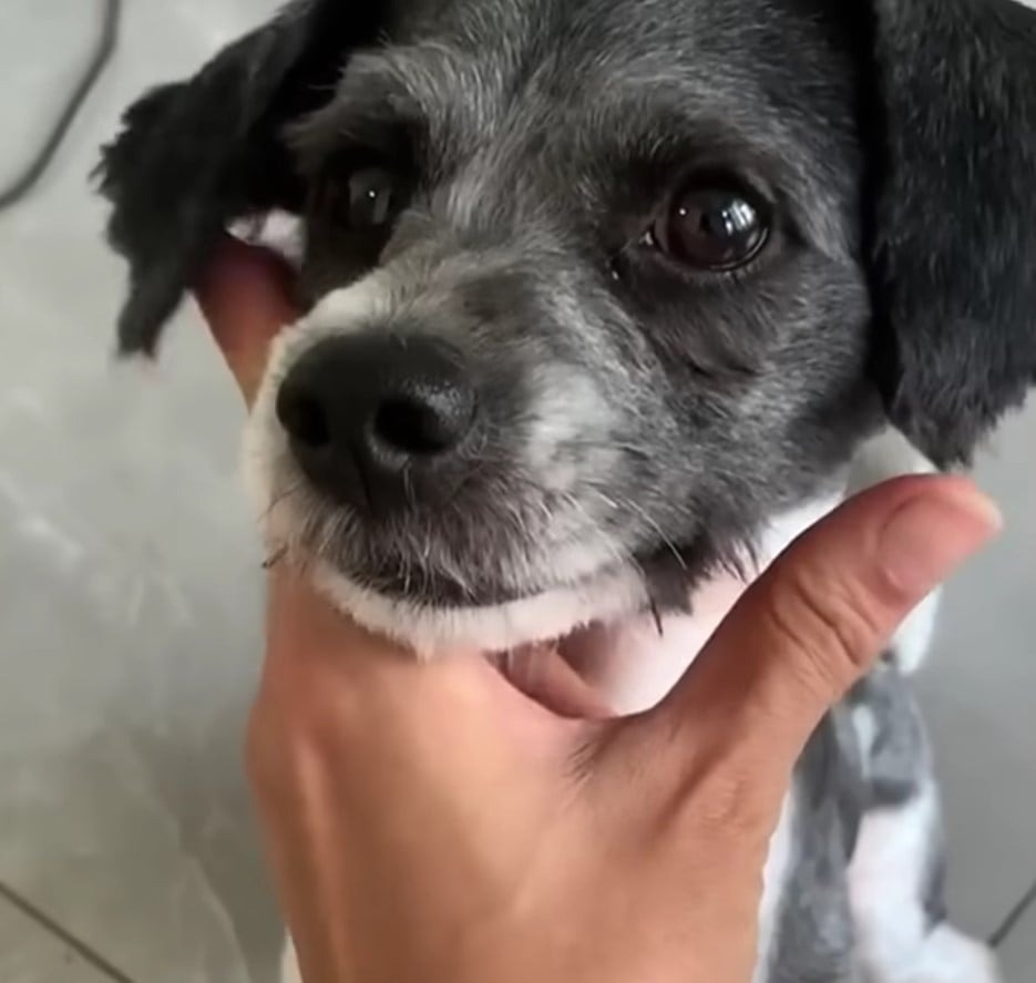 Suesse Schnazue eines geretteten Hundes