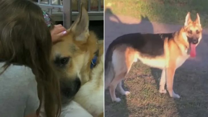 Tapferer Deutscher Schäferhund rettet kleines Mädchen vor einer Giftschlange
