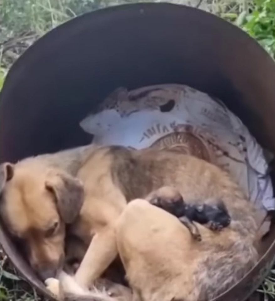 Trauernde Hundemama in einem Fass