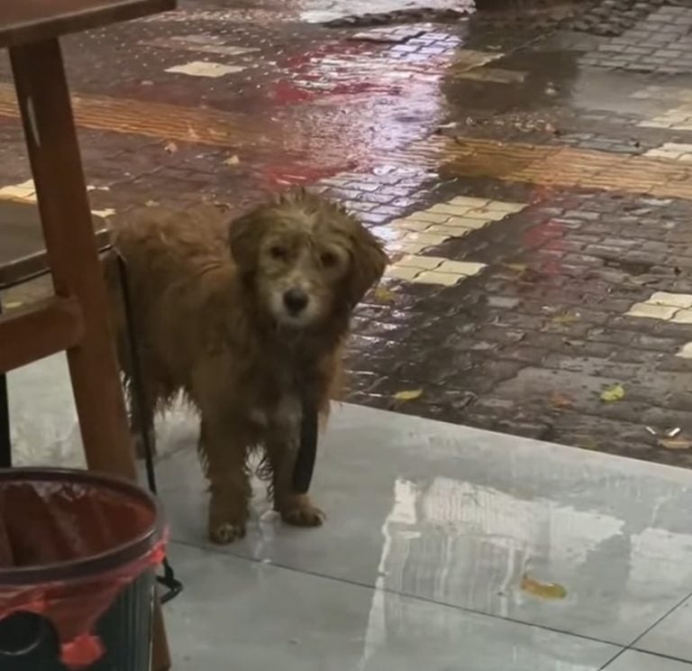 Trauriger Hund blick in ein Restaurant