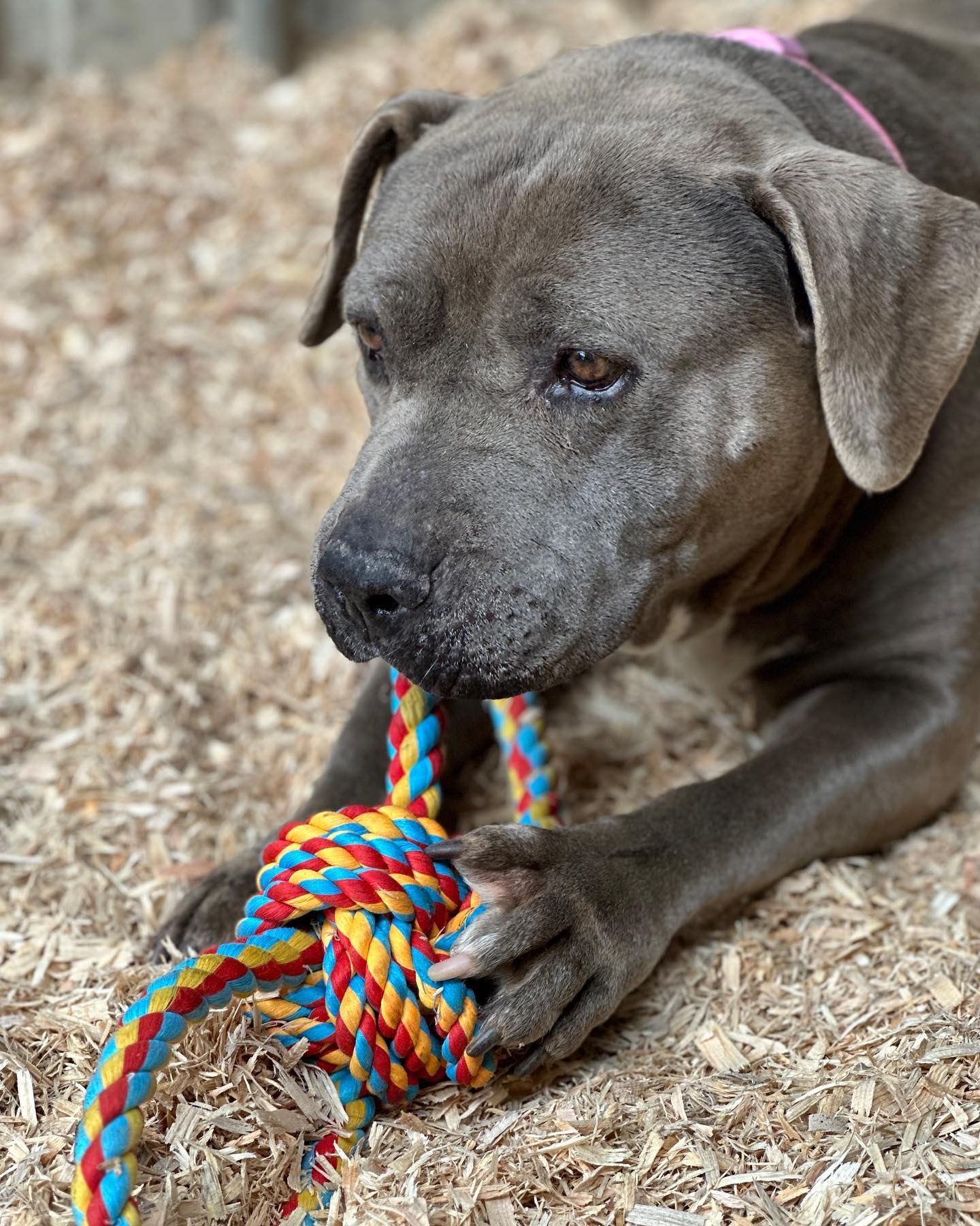 Trauriger Hund mit einem Seil