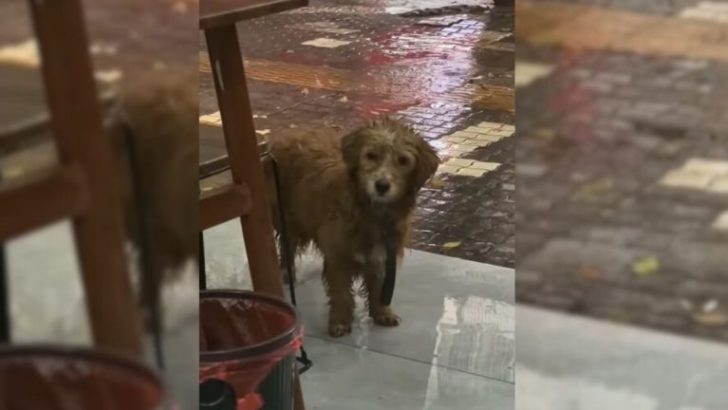 Trauriger Hund steht vor einem Restaurant und bittet Menschen um ein bisschen Essen