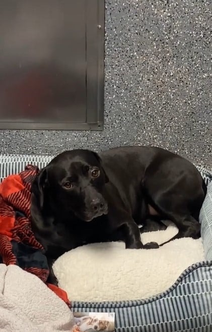 Trauriger verlassener Hund im Hundebett