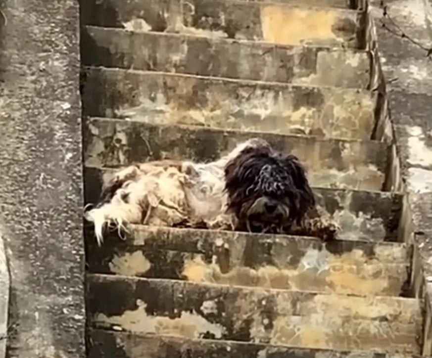 Verfilzter Hund auf einer Treppe