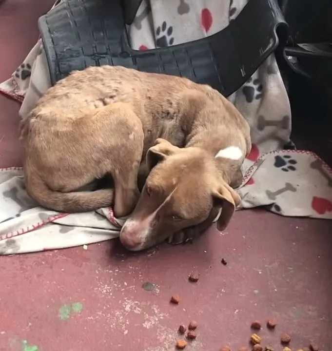 Verletzter Hund hofft auf Hilfe von Menschen