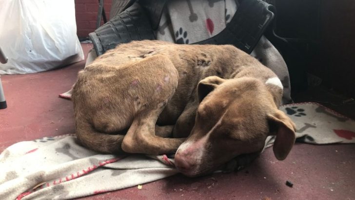 Verletzter Hund legt sich auf die Veranda einer Frau in der Hoffnung auf Hilfe