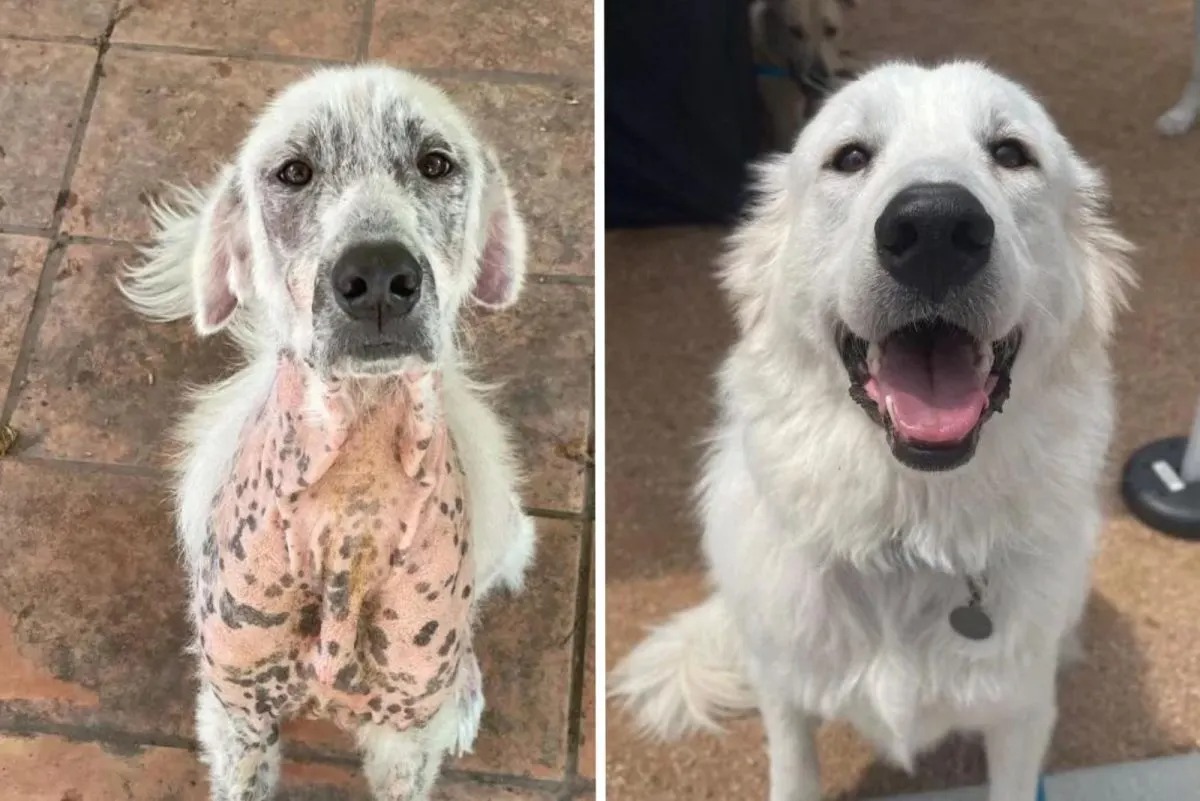 Verwandlung eines Hundes vor und nach der Adoption