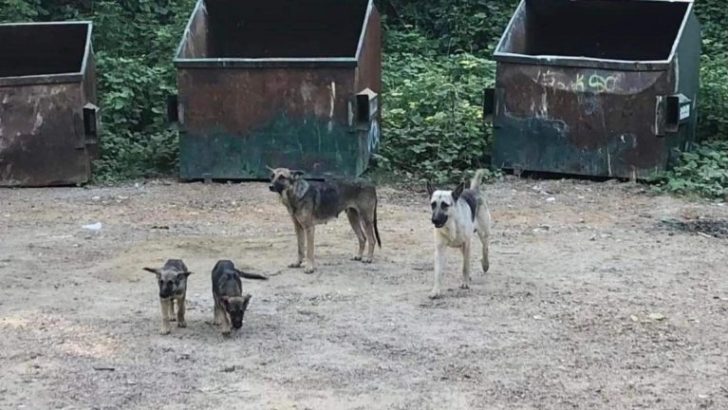 Vier Deutsche Schäferhunde, die auf einer Müllkippe zurückgelassen wurden, erhalten eine zweite Chance