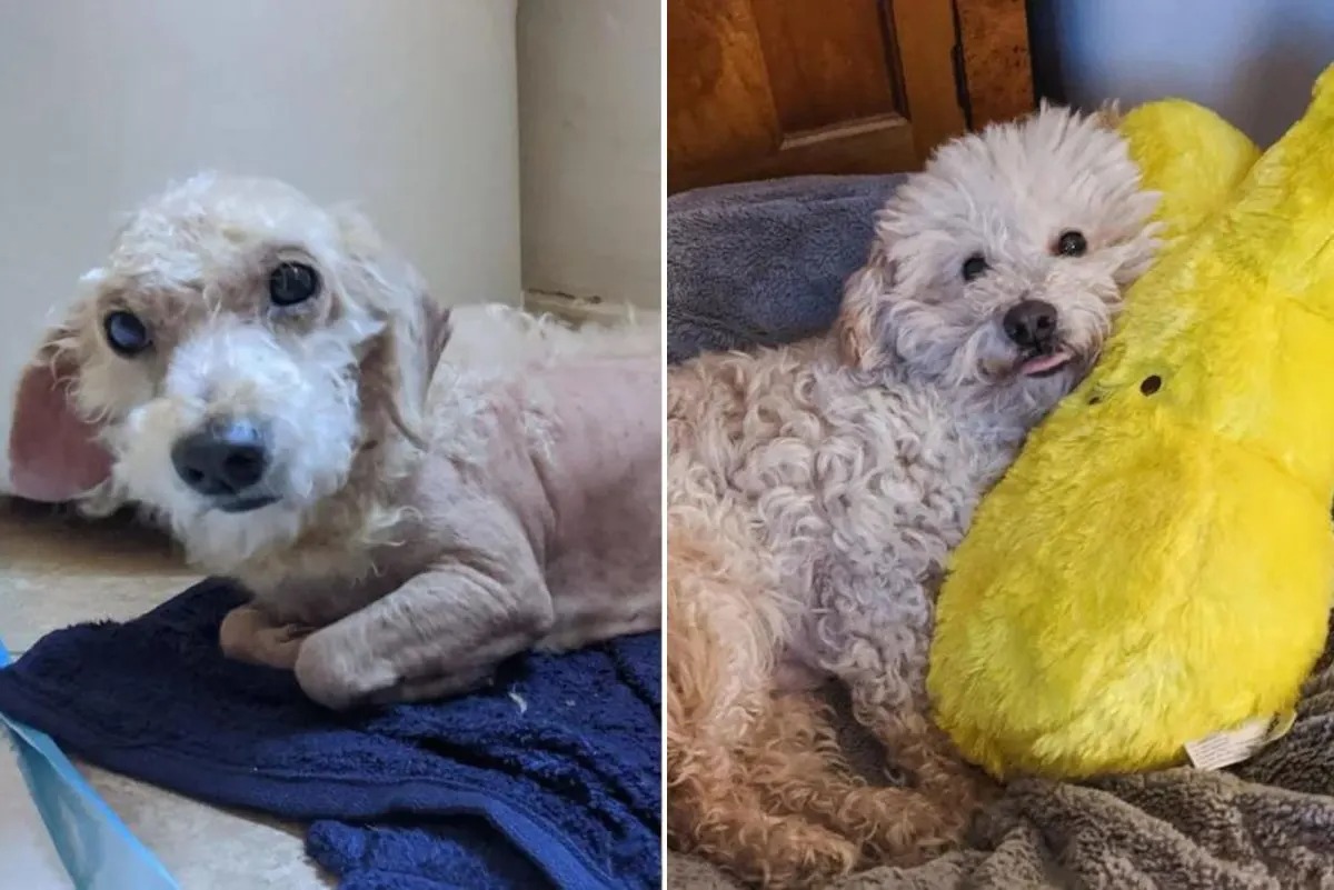 Weisser Hund vor und nach seiner Adoption