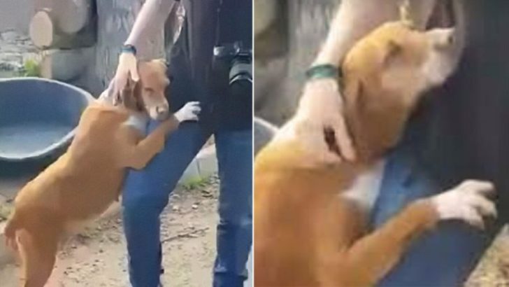 Werde Zeuge eines schönen Moments, in dem dieser Hund auf einen Journalisten zukam und ihn umarmte