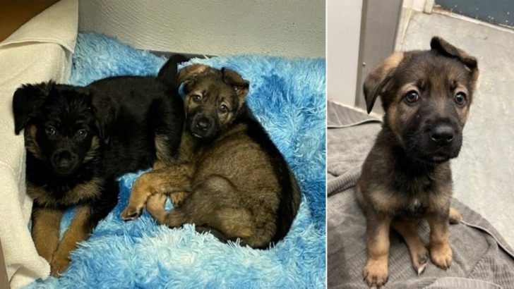 Zwei Deutsche Schäferhund-Geschwister, die in einer Kiste ausgesetzt wurden, erhalten eine neue Chance